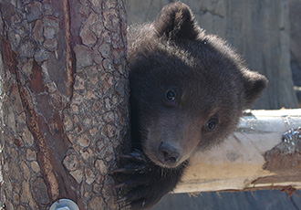 Noboribetsu Bear Park